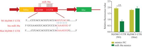 MyD88 Is A Molecular Target Of MiR 30a A The Alignment Of MiR 30a