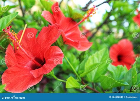 Flor Tropical Del Rojo Del Hibisco Foto De Archivo Imagen De Flor