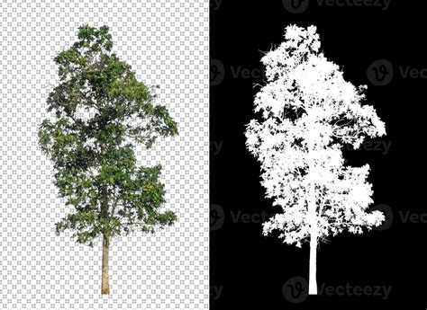 árbol Sobre Fondo De Imagen Transparente Con Ruta De Recorte árbol