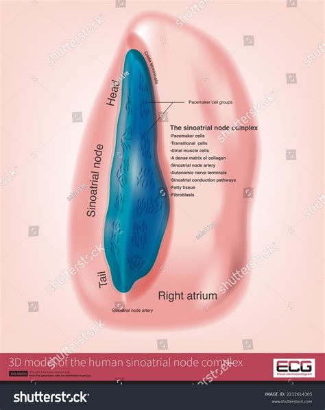 Sinus Node Normal Source Heart Rhythm Stock Illustration 2212614305 ...