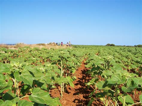 De Junio Acantilados Y Calas De Conil De Frontera Cadiz