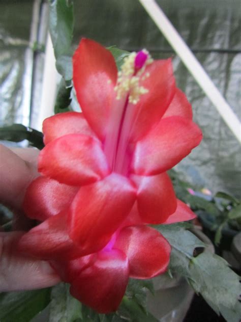 6 X Mix Schlumbergera Zygo Cactus Cuttings 1 Each Of Named Varieties As Shown Ebay