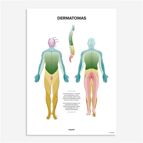 Mapa De Dermatomas