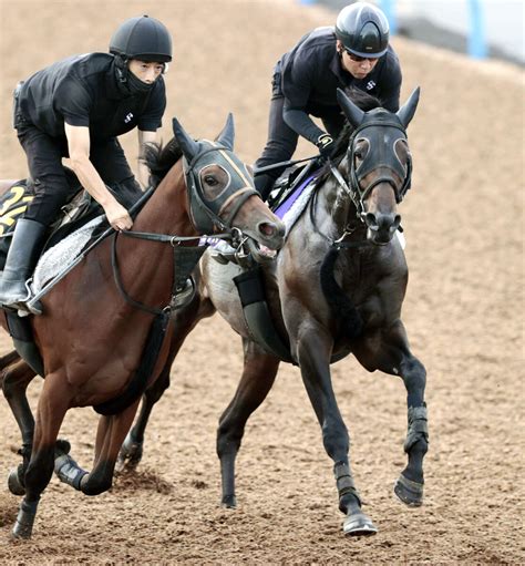 【菊花賞】コスモキュランダに加藤士調教師「かなり状態はいい」 伸びやかなフットワークで先着 スポーツ報知