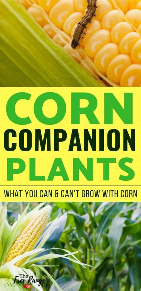 The Best Corn Companion Plants For Your Vegetable Garden Artofit