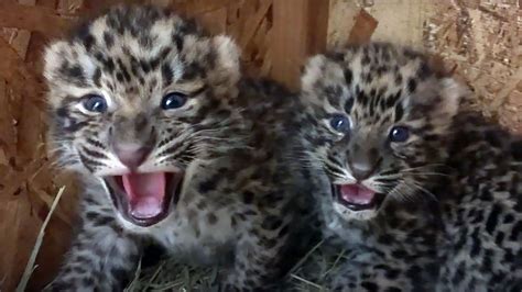 CMZoo Welcomes First Amur Leopard Cubs in Nearly 20 Years - CMZoo