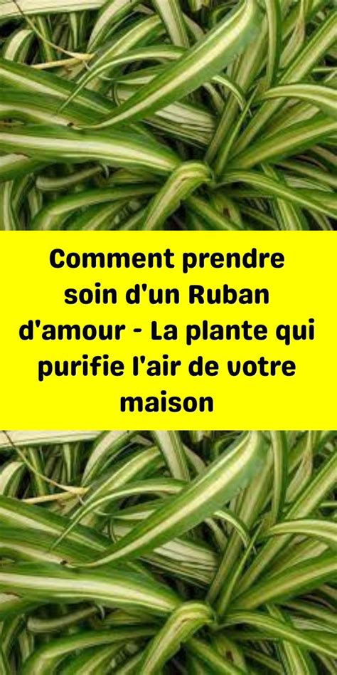 Comment Prendre Soin D Un Ruban D Amour La Plante Qui Purifie L Air