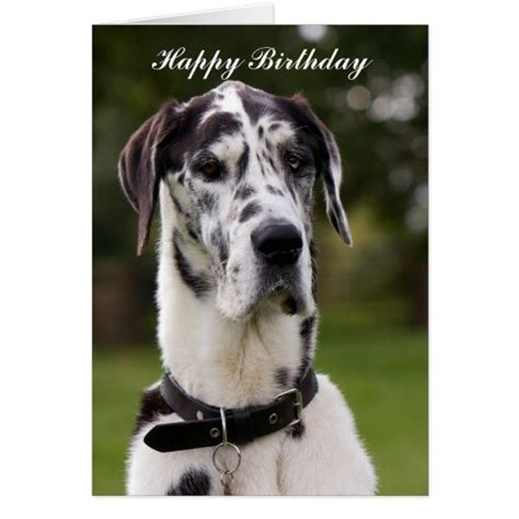 Happy Birthday Great Dane Pictures