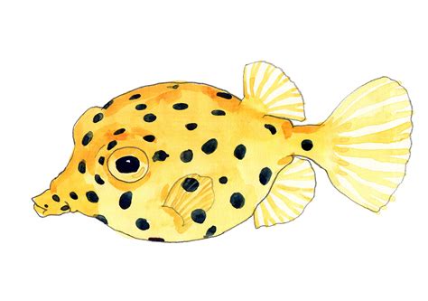 Quick sketches of fish in watercolor :: Behance