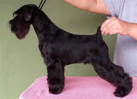 Schnauzer Miniatura Negro Blaylock Kennel