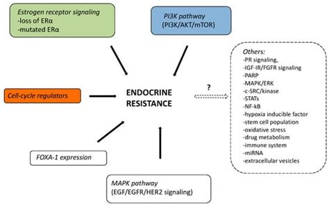 Endocrine Therapy Resistance Encyclopedia Mdpi