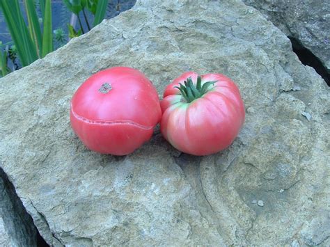 Tomate G Ante D Orembourg Graines Biologiques Et Reproductibles