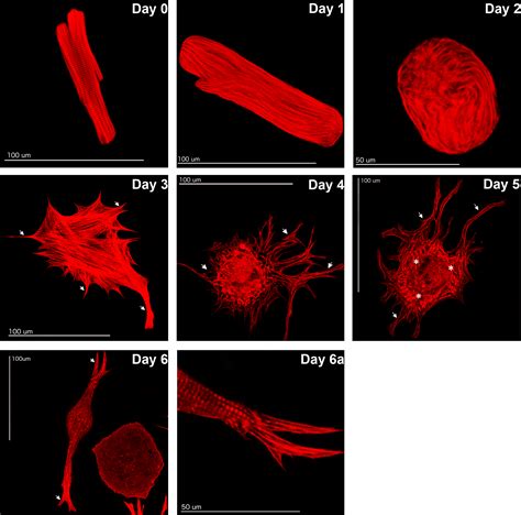 Isolation And Cultivation Of Adult Rat Cardiomyocytes Video Jove