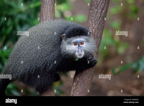 Blue monkey hi-res stock photography and images - Alamy