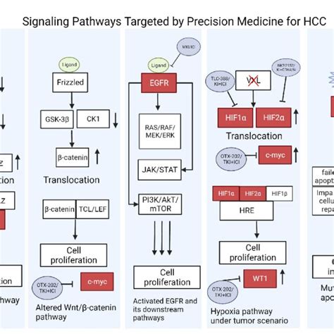 Signaling Pathways Targeted by Precision Medicine for HCC. Pathways are ...