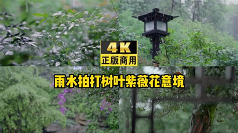 雨水拍打树叶紫薇花意境4k实拍3840x2160高清视频素材下载编号24737334实拍视频光厂vj师网