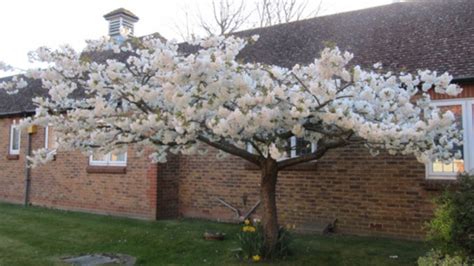 Fuji Flowering Cherry Tree Intraovariann Toc