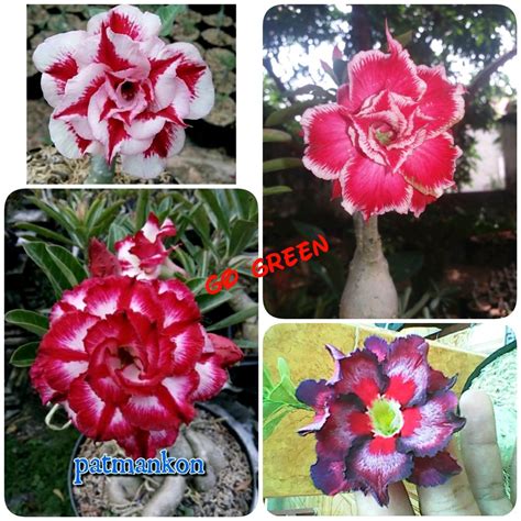 Jual Bibit Bunga Kamboja Adenium Triple Batang Mix Warna Terbaru Di