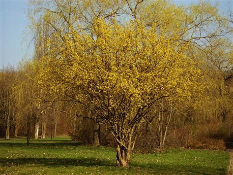 Osterbaum Foto & Bild | pflanzen, pilze & flechten, bäume, einzelbäume ...