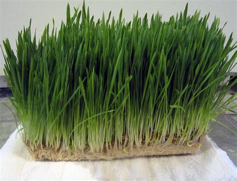 Hydroponic Barley Mat Susan S Flickr