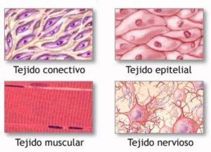 Tipos De Tejidos Educaci N Permanete Espa Ii