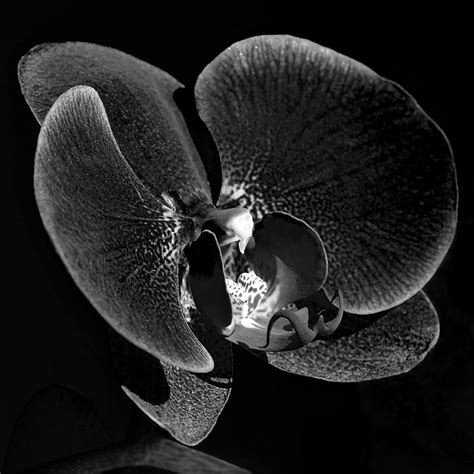 Orchid in Black and White Photograph by Lisa Phillips - Pixels