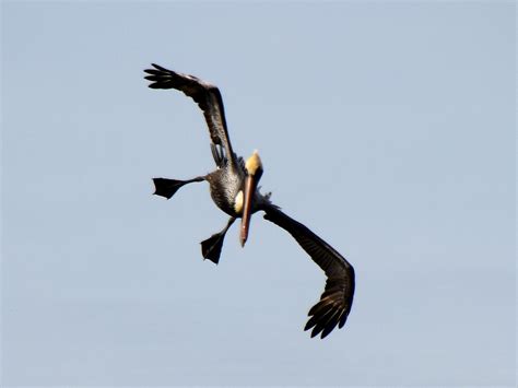 Brown Pelican Diving Brown Pelican Pelecanus Occidentalis Flickr