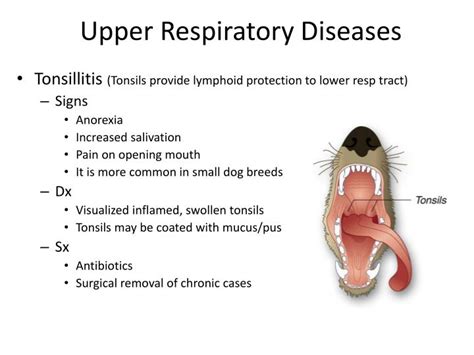 PPT - Cardiorespiratory Diseases PowerPoint Presentation - ID:1391764