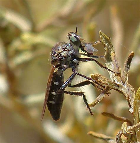 Short Bodied Striped Robber Fly Bugguidenet