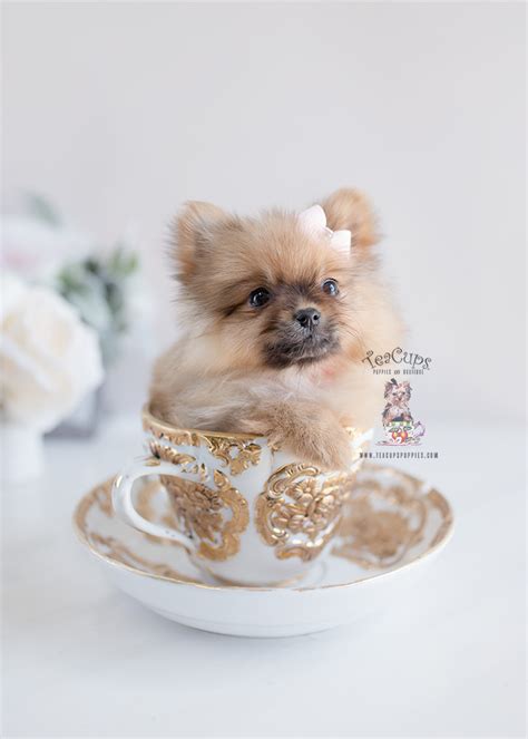 Broward County Pomeranians | Teacup Puppies & Boutique