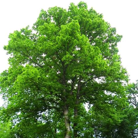 Swamp Chestnut Oak Tree For Sale Online | The Tree Center