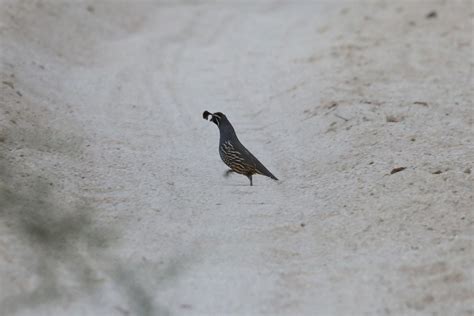 Ebird Checklist Mar Lowland Desert And Coast Around Los