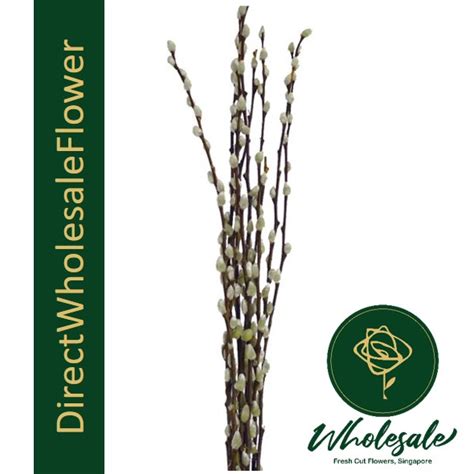 Pussy Willow Flower Wholesale In Singapore
