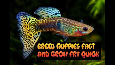 How To Breed And Care For Guppies Grow Fry Fast Youtube