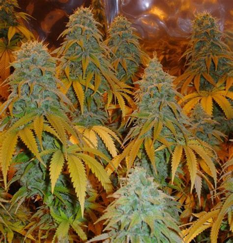 Og White Fire Cannabis Seeds Og White Fire Strain Information