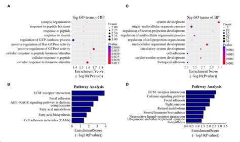 GO Biological Process And KEGG Pathway Analyses Of Line Dynamic M 6 A