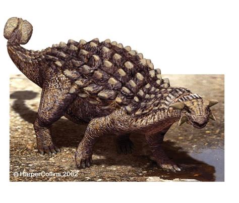 Ankylosaurus Pictures & Facts - The Dinosaur Database