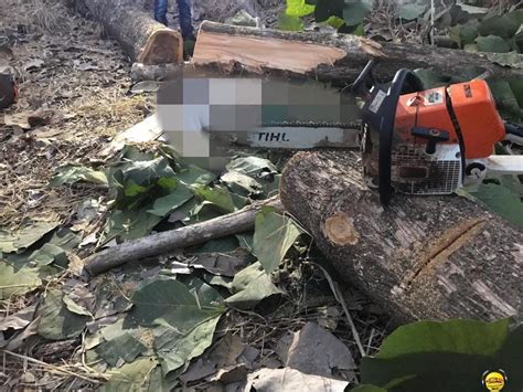 Fatalidade Homem Morre Ao Ser Atingido Por Tora De Madeira Gazeta Fm