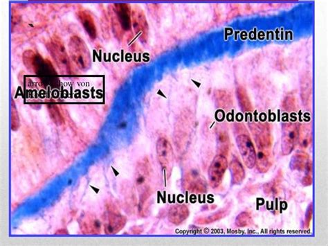 dentin pattern of mineralization, 1ry 2nd 3ry dentin formation and ro…