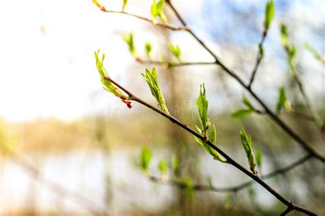 Las Hojas Apacibles Los Brotes Y Las Ramas De La Primera Primavera