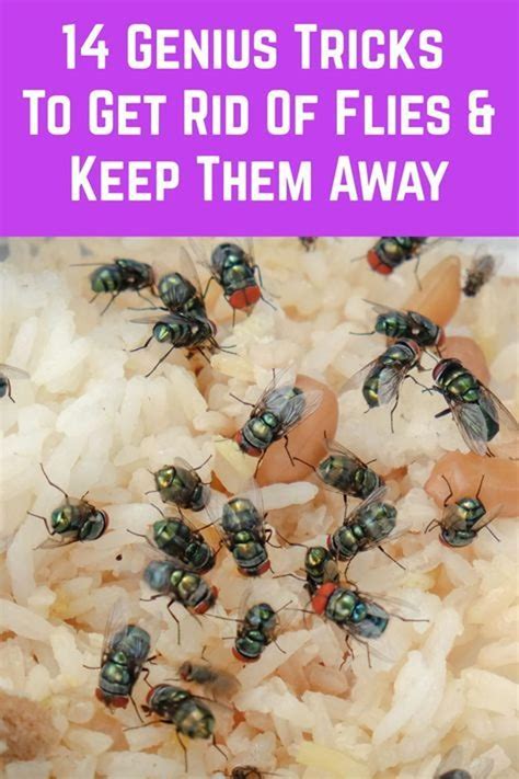 6 Ways To Get Rid Of Flies Naturally Artofit