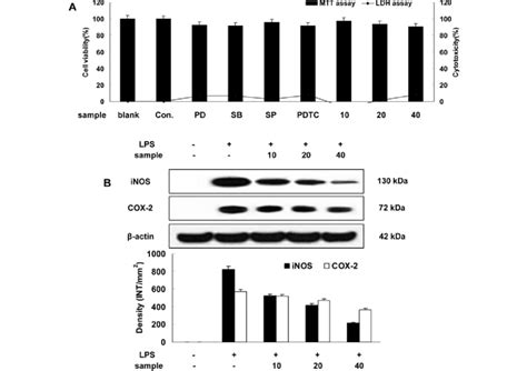 Effect Of Sg On The Levels Of Inos And Cox 2 In Lps Stimulated Raw