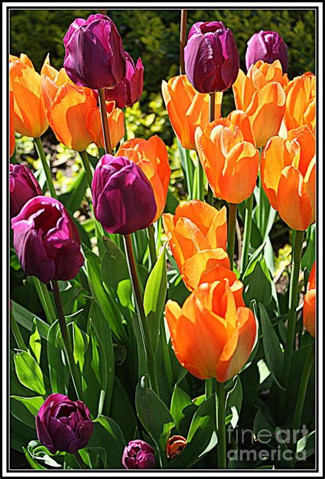 The Tulip Garden Photograph By Dora Sofia Caputo Pixels