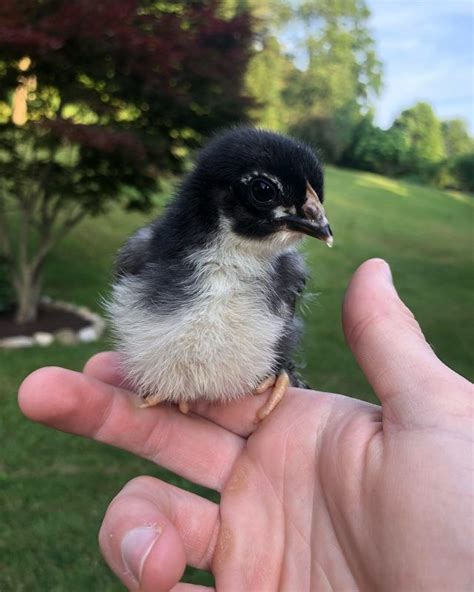 About Marans Chickens French Chocolate Colored Egg Layers Coloring