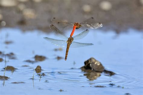 Dragonflies Insect Macro - Free photo on Pixabay - Pixabay