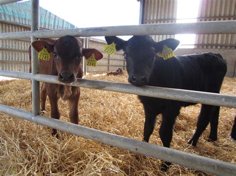 10 Steps Every Farmer Needs To Follow When Feeding Calves Agriland Ie