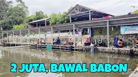 MANCING BORONGAN DI KOLAM INI IKAN NYA SLALU BABON BABON IDR 2 JUTA