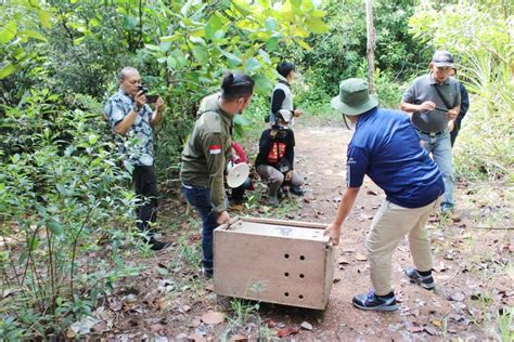 PT Timah Alobi KKH Dan KSDA Sumsel Lepasliarkan Satwa Di BIO ALOBI