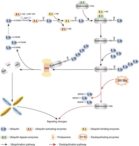 Figure From Targeting The Deubiquitinase Usp For Malignant Tumor