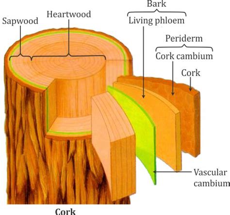 Explain Formation Of Cork With Diagram 10361